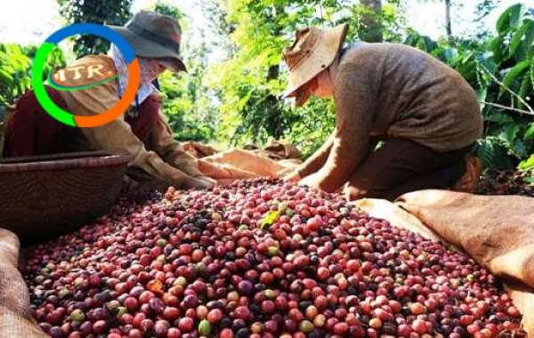 Ngược dòng Mekong đến vùng đất trồng cà phê
